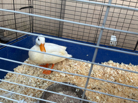 Call duck