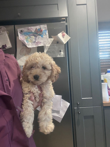 Beautiful cockapoo puppy