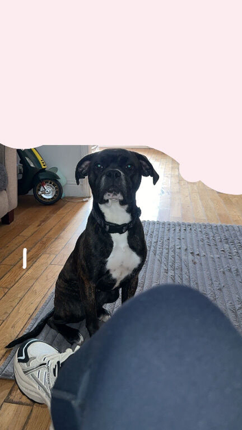 Boxer / old English