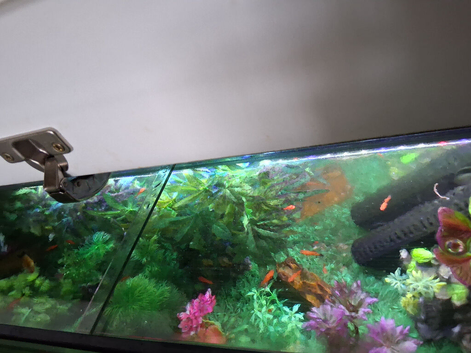 Fish tank