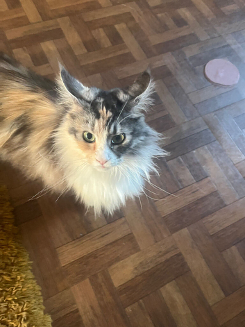 Maine coon female