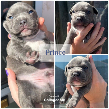 Frenchyxamerican bully