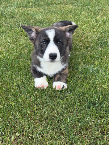 Last two Stunning unique litter of Welsh cardigan corgi puppies