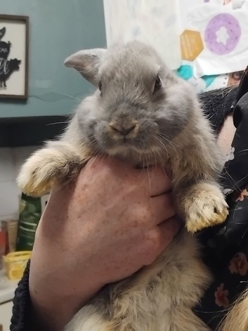 3 beautiful grey babies