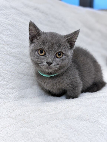 Stunning BSH kittens READY NOW!