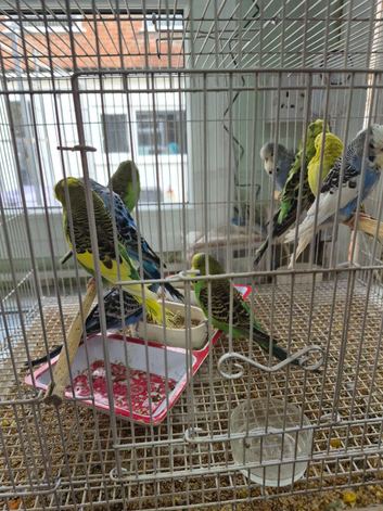 Baby budgies