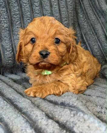 READY NOW!! 3  F1 cavapoo puppies