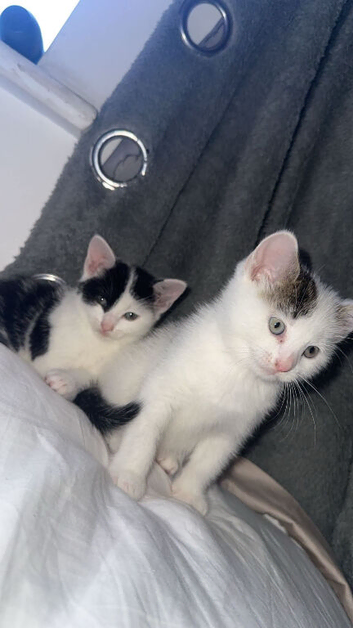 2 beautiful kittens