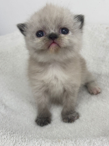 3 beautiful exotic kittens