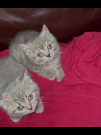 Stunning blue/lilac British blue kittens