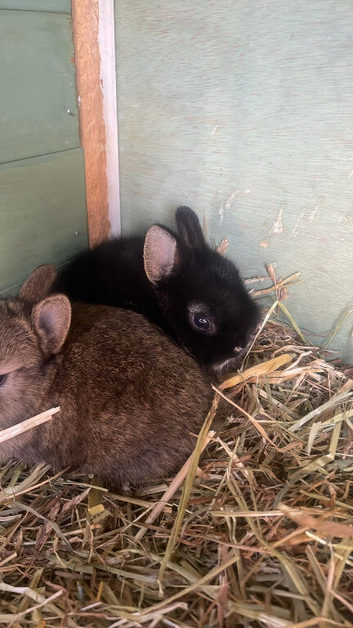 Baby neverland dawf babies