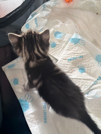 Kittens for sale