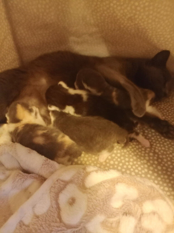 Beautiful kittens