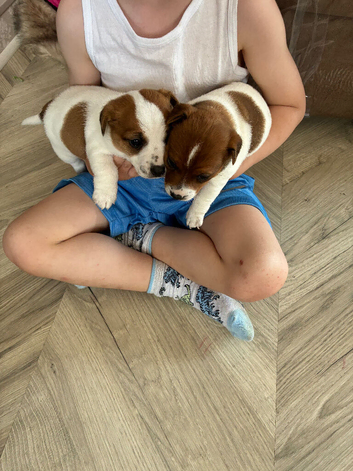 Jack Russell puppies for sale