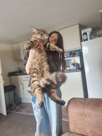 Maincoon babies