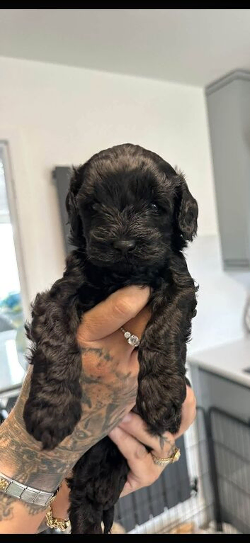 Cavapoo puppies for sale