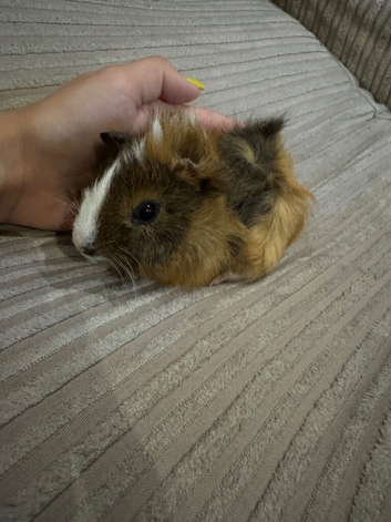 Baby guinea pigs