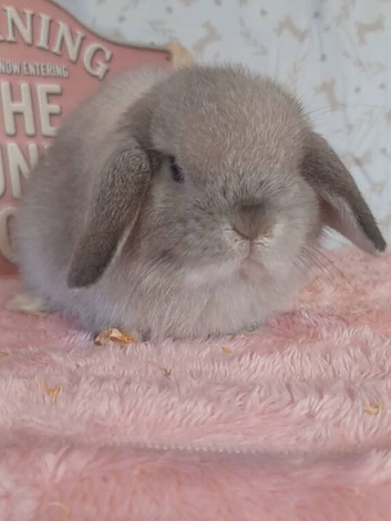 Mini lops ready now