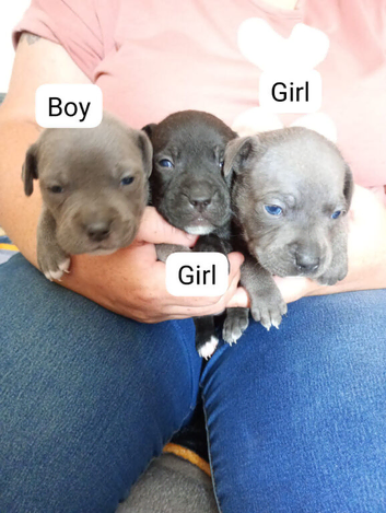 Beautiful Staffordshire pups
