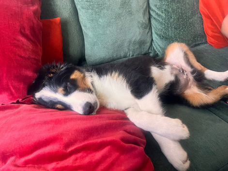 Border collie puppy male