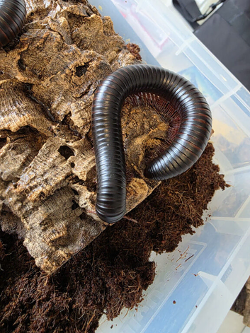 Giant African Millipede + Optional Setup