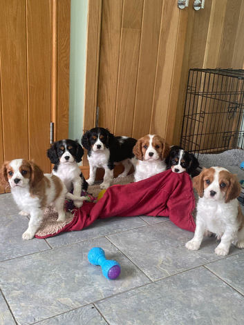 K C Reg Cavalier King Charles