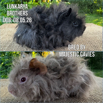 Pair of Lunkarya Boars