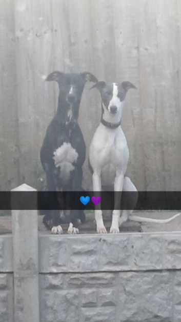 KC Registered Whippet Puppies Due &ndash; Family Pets & Working Homes Welcome
