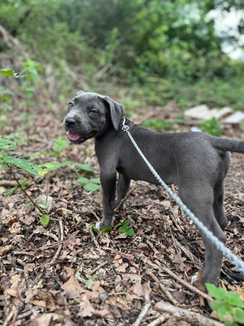 Cane corso x neo mastiff