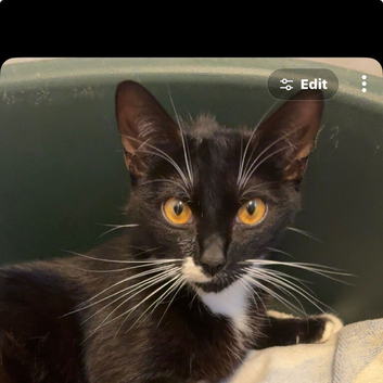 Female cat looking for her forever home
