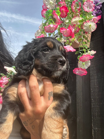 BEAUTIFUL TRI PUPPIES