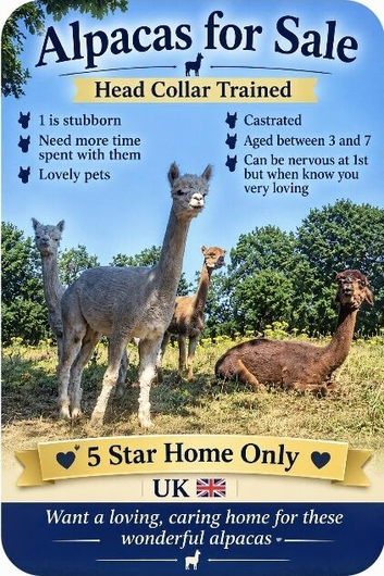 Alpacas for sale