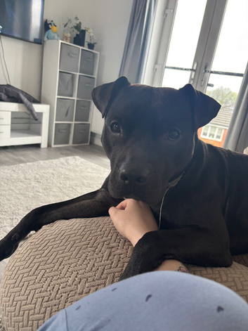 Male staffy