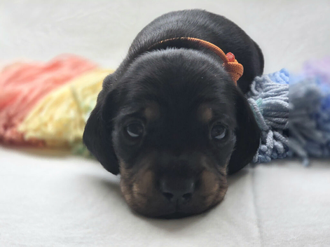 Beautiful KC Registered Dachshund Puppy Available