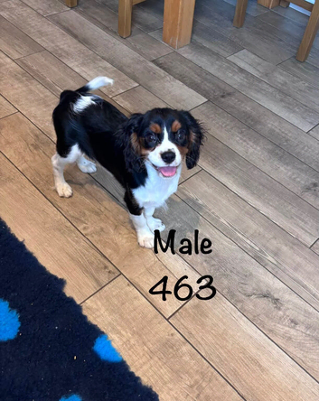 Gorgeous Cav Puppies