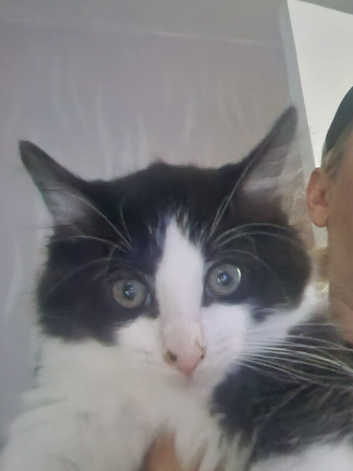 Part maine coon kittens last one 10 weeks old