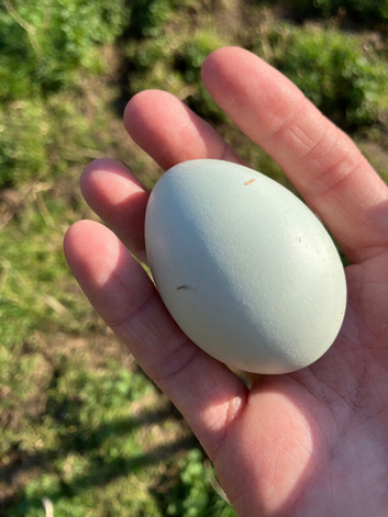 Cream created legbar hatching eggs &pound;3 each