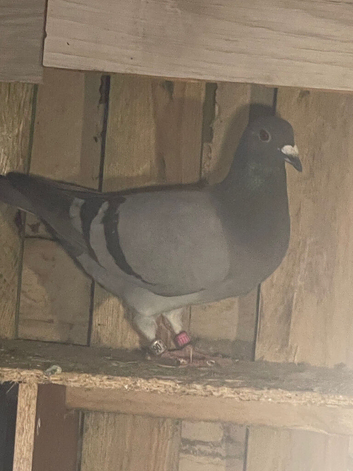 Racing pigeons for sale