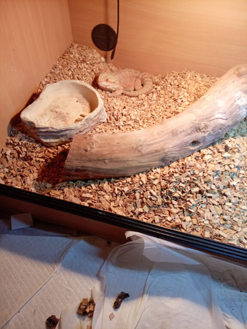 Bearded dragon