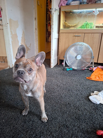 2 gorgeous Frug puppies