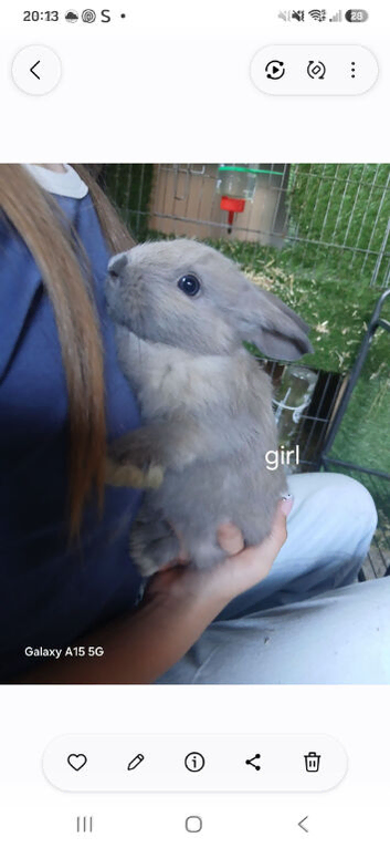 Baby bunnies for sale &pound;15 each