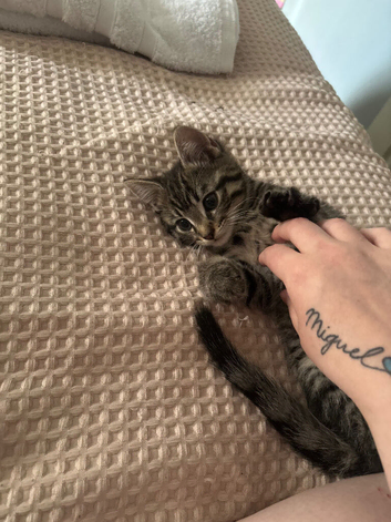 Boy kitten