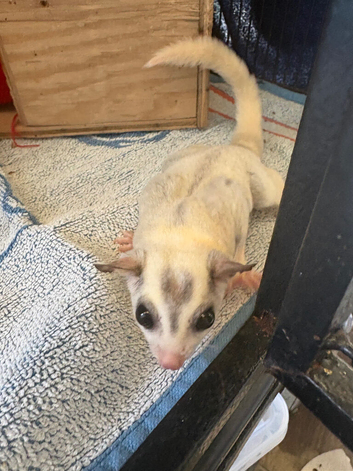 Pair of Sugar gliders with full set up