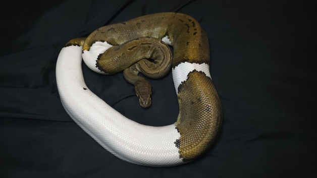 True Pied Ball Python Breeder Female (65%)