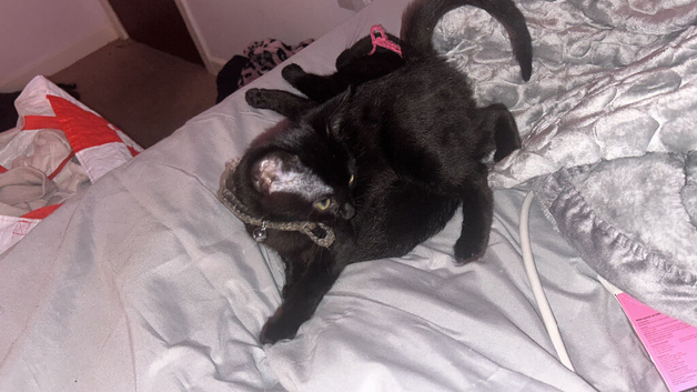 Two beautiful girls need a new home