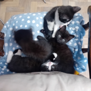 2 Kittens to good homes