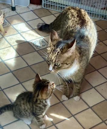 5 beautiful 12 week old kittens