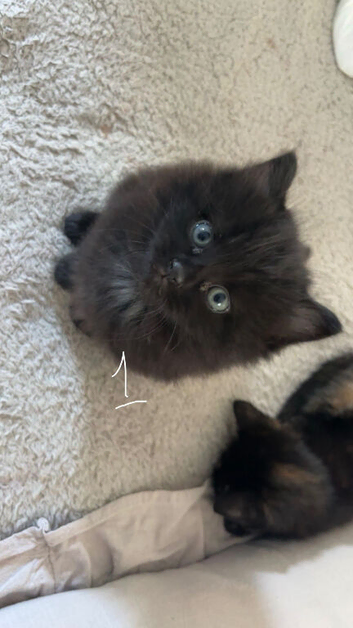 3 female kittens ready now