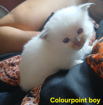 LAST BOY BEAUTIFUL PERDOLL BABIES