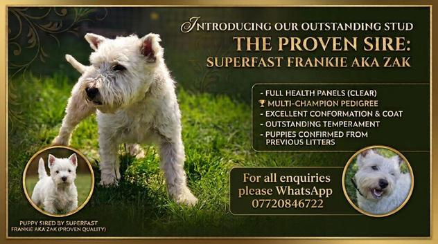 KC Registered West Highland Terrier Boy